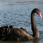 Photo de Cygne