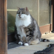 Photo de Chat domestique