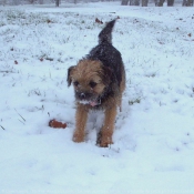 Photo de Border terrier