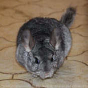 Photo de Chinchilla