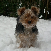 Photo de Yorkshire terrier