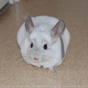 Photo de Chinchilla