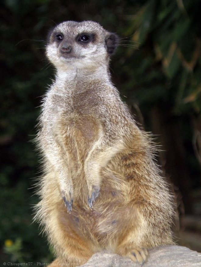 Photo de Suricate