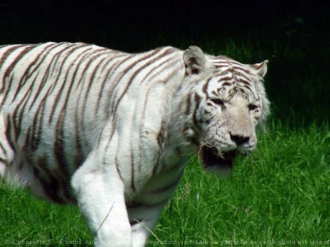 Photo de Tigre