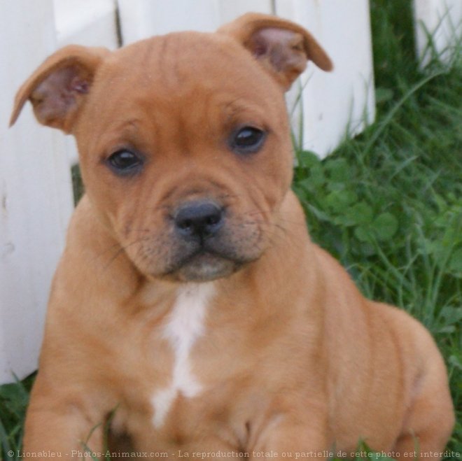 Photo de Staffordshire bull terrier