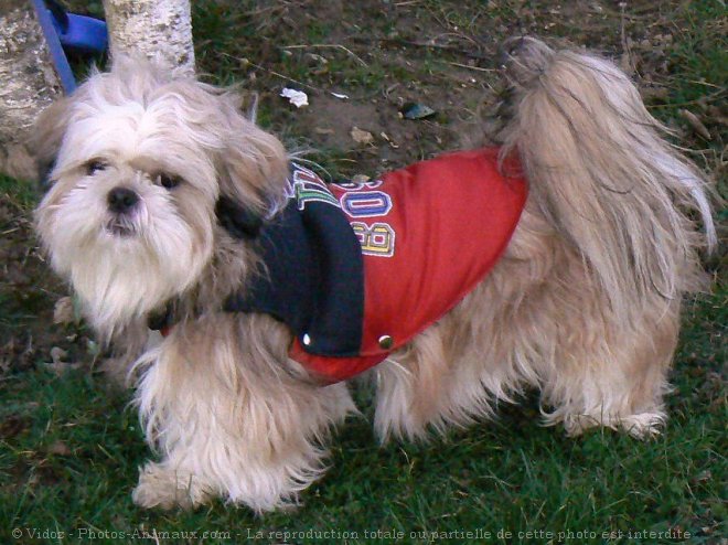 Photo de Shih tzu