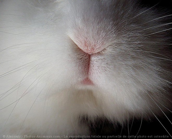 Photo de Lapin