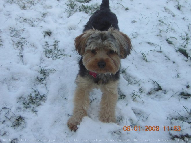 Photo de Yorkshire terrier