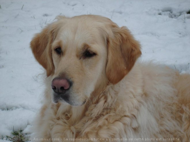 Photo de Golden retriever