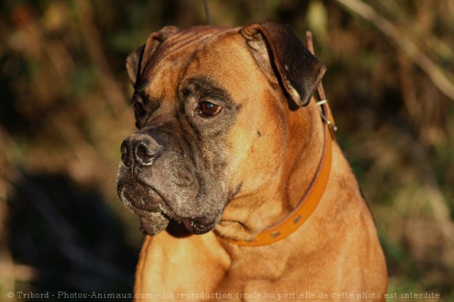 Photo de Boxer