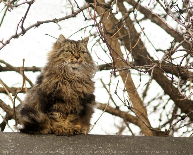 Photo de Chat domestique