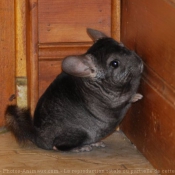 Photo de Chinchilla