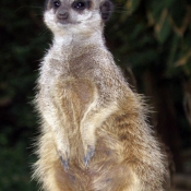 Photo de Suricate