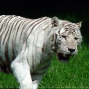 Photo de Tigre