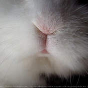 Photo de Lapin