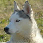 Photo de Husky siberien