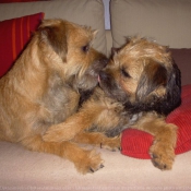 Photo de Border terrier