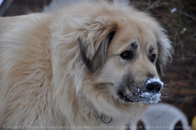 Photo de Chien de berger yougoslave de charplanina