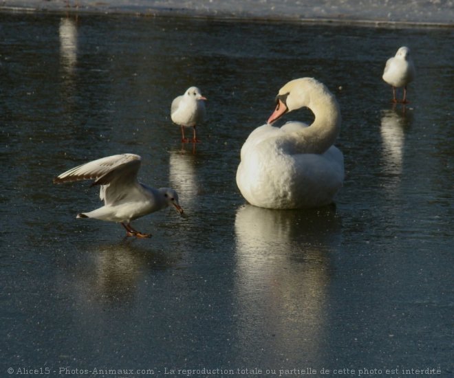 Photo de Cygne