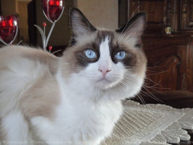 Photo de Ragdoll