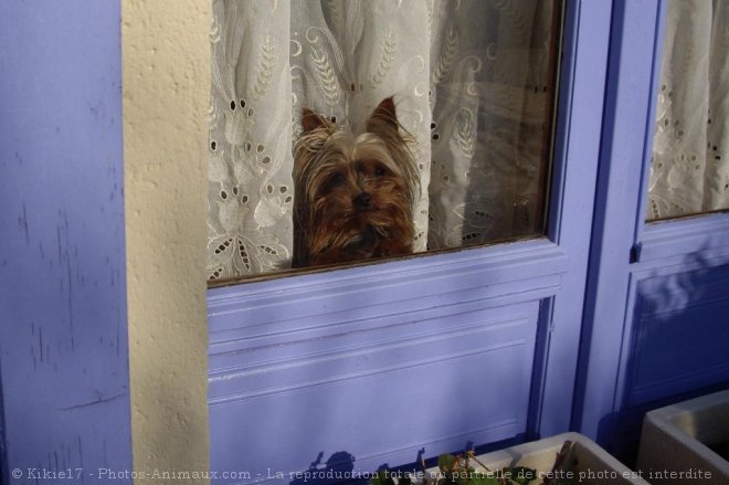 Photo de Yorkshire terrier