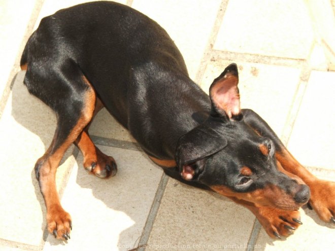 Photo de Pinscher nain