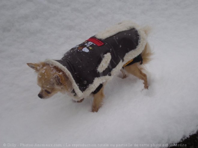 Photo de Chihuahua  poil long