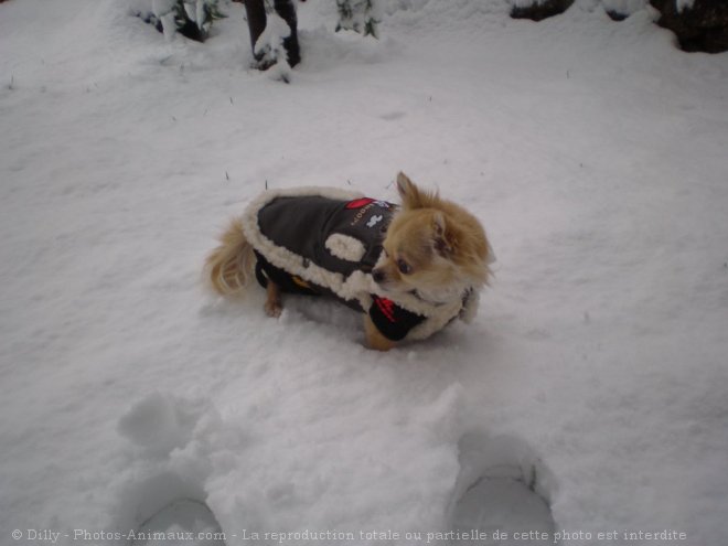 Photo de Chihuahua  poil long