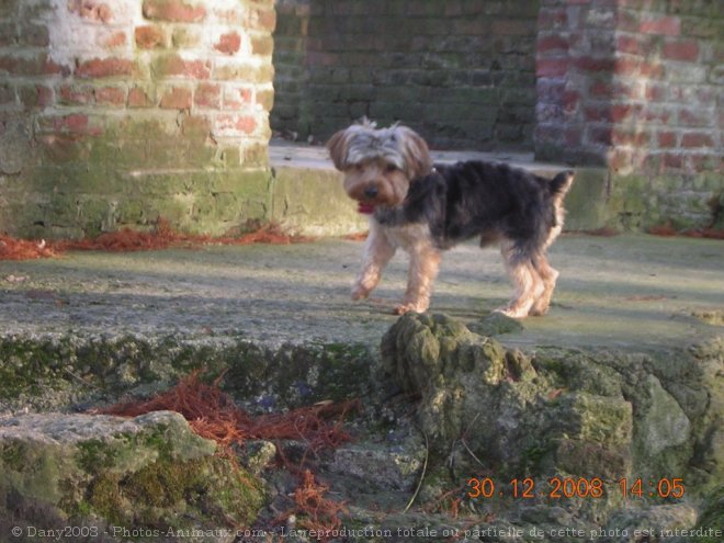 Photo de Yorkshire terrier