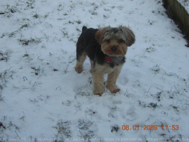 Photo de Yorkshire terrier