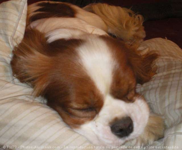 Photo de Cavalier king charles spaniel