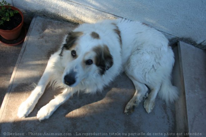 Photo de Chien de montagne des pyrnes