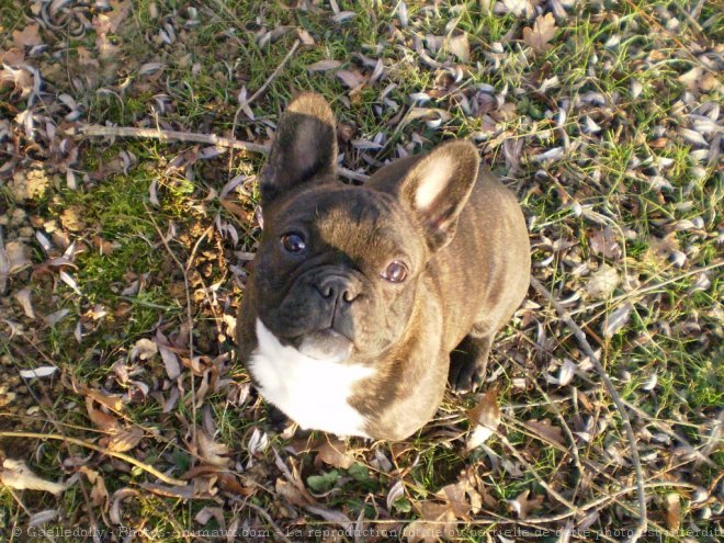 Photo de Bouledogue franais