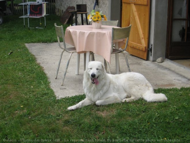 Photo de Chien de montagne des pyrnes