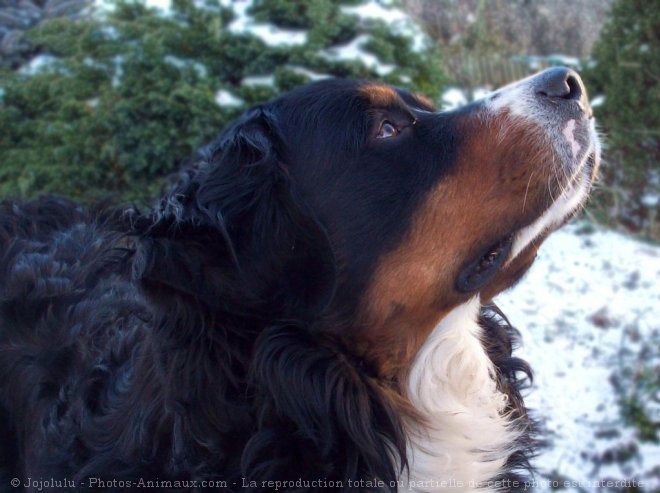 Photo de Bouvier bernois