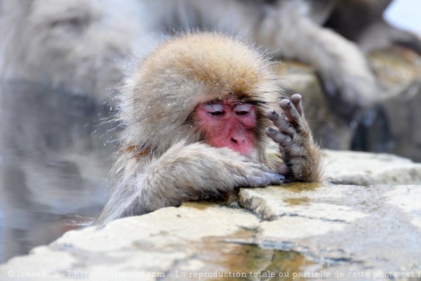 Photo de Singe - macaque