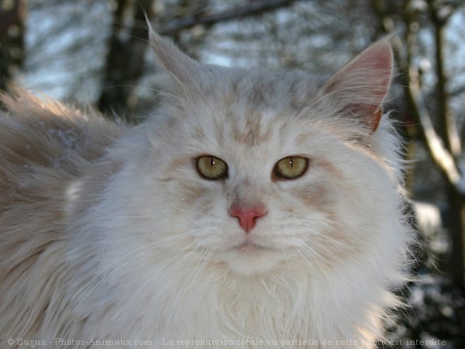 Photo de Maine coon