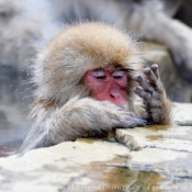 Photo de Singe - macaque