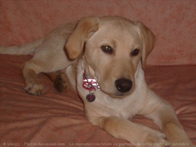 Photo de Labrador retriever