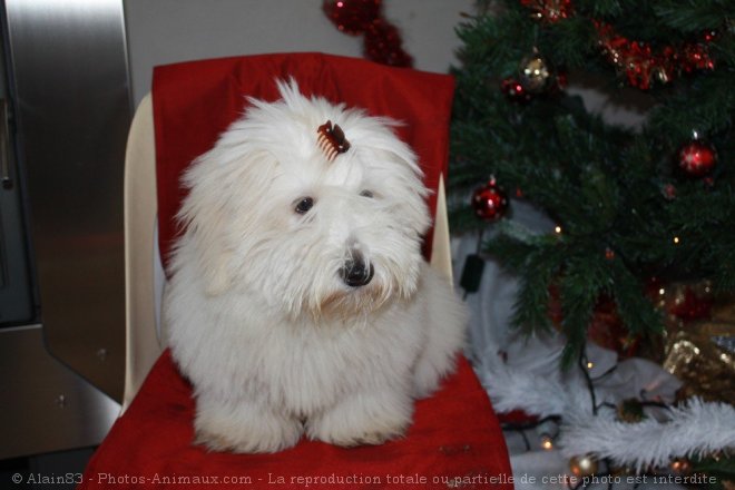 Photo de Coton de tulear