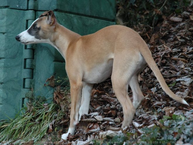 Photo de Whippet