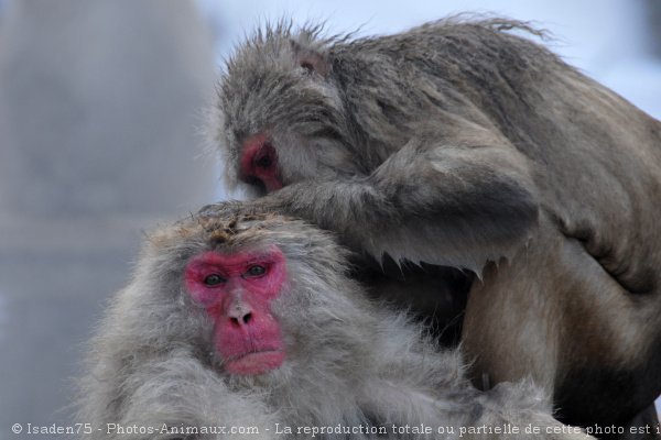 Photo de Singe