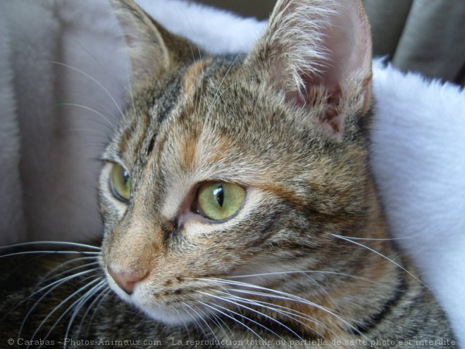 Photo De Chat Domestique Hermione N Sur Photos Animaux Com