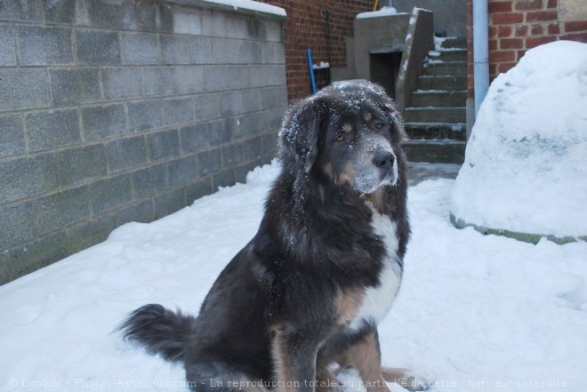 Photo de Dogue du tibet