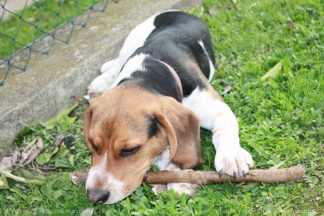 Photo de Beagle