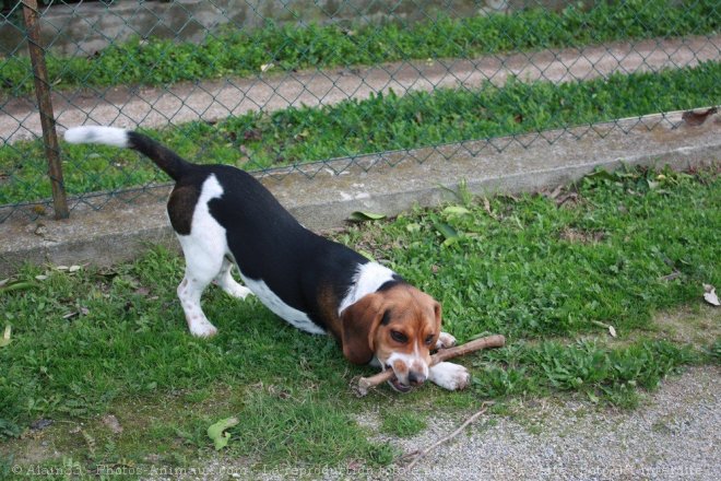 Photo de Beagle