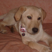 Photo de Labrador retriever