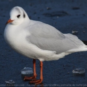 Photo de Mouette