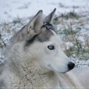 Photo de Husky siberien