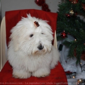 Photo de Coton de tulear